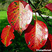 Autumn (Common Pear, Wild Pear)