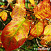 Autumn (Serviceberry, Snowy Mespilus, June Berry)