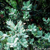 Leaves (Kermes Oak)
