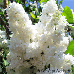 Flowers (Common Lilac)