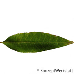 Leaf upperside (Almond)