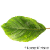 Leaf upperside (Alder Buckthorn)