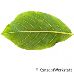 Leaf underside (Alder Buckthorn)