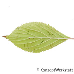 Leaf underside (Fragrant Viburnum)