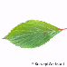 Leaf upperside (Fragrant Viburnum)