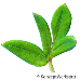 Leaf upperside (Shrubby Cinquefoil, Bush Cinquefoil)