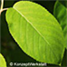 Leaves (Serviceberry, Snowy Mespilus, June Berry)