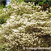 Appearance (Flowering Dogwood)