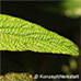 Leaves (Leatherleaf Viburnum)