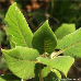 Leaves (Hydrangea Aspera)