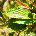 Leaves (Bodnant Viburnum)