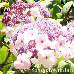 Flowers (Hydrangea Aspera)