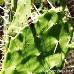 Leaves (Indian Fig Opuntia, Prickly Pear)