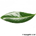 Leaf upperside (Cherry Laurel)