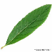 Leaf upperside (Billiard Spirea)