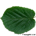 Leaf upperside (Hazel)