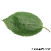 Leaf upperside (Bird Cherry)