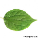 Leaf upperside (Sweet Mock Orange, English Dogwood)
