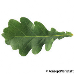 Leaf upperside (Sessile Oak)
