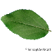 Leaf upperside (Korean Spice Viburnum)