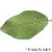 Leaf underside (Korean Spice Viburnum)