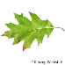 Leaf upperside (Red Oak)