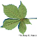 Leaf underside (Red Horsechestnut)