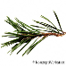 Leaf upperside (Dwarf Mountain Pine)