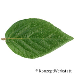Leaf upperside (Burkwood Viburnum)
