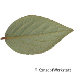 Leaf underside (Burkwood Viburnum)