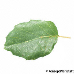 Leaf upperside (Cork Oak)