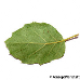 Leaf underside (Cork Oak)