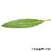 Leaf underside (False Olive)