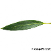 Leaf upperside (False Olive)