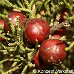 Fruits (Phoenician Juniper)