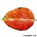 Leaf autumn (Common Pear, Wild Pear)