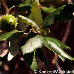 Leaves (Cork Oak)