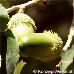 Fruits (Cork Oak)