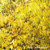Autumn (Japanese Yellow Rose, Japanese Kerria)