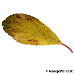 Leaf autumn (Blackthorn, Sloe)
