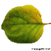 Leaf upperside (Apricot)