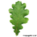 Leaf upperside (Common Oak, English Oak, Pedunculate Oak)