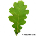Leaf underside (Common Oak, English Oak, Pedunculate Oak)