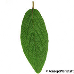 Leaf upperside (Leatherleaf Viburnum)