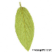 Leaf underside (Leatherleaf Viburnum)