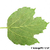 Leaf underside (Common Snowball, European Snowball, Guelder Rose)