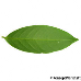 Leaf underside (Cherry Laurel)