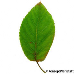 Leaf upperside (Serviceberry, Snowy Mespilus, June Berry)
