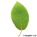 Leaf underside (Serviceberry, Snowy Mespilus, June Berry)