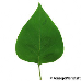 Leaf upperside (Common Lilac)